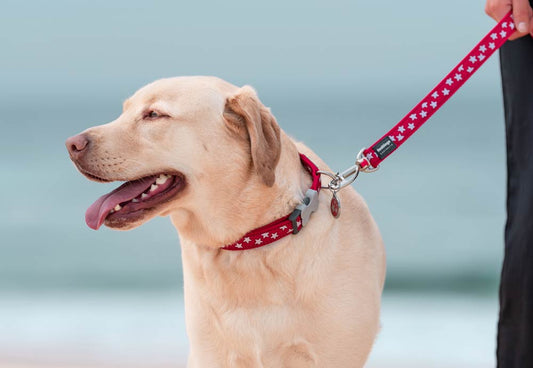 How to Choose the Best Leash For Your Dog