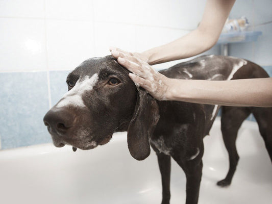 Have You Got Your First Pooch And Want To Learn Some Essential Grooming Tips?