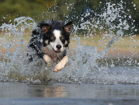 Best dog breeds for kids