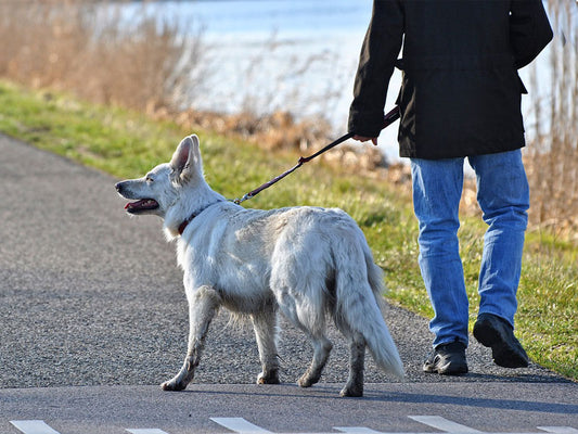 Is Your Dog’s Leash Pulling Habit Making It Hard For You To Walk With Them?