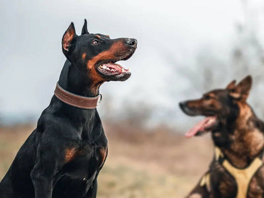 Leather Dog Collars Maintenance Tips