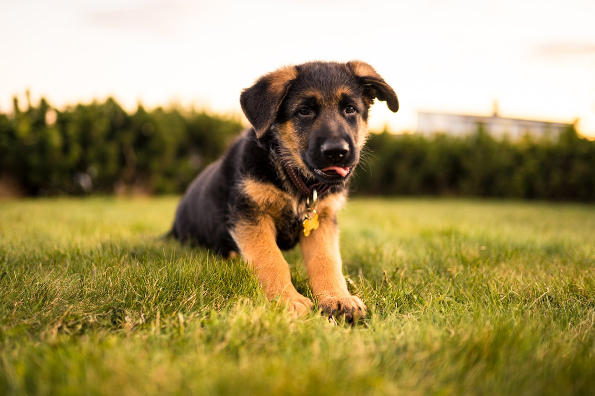 First Time Puppy Owner Tips: Essential Guide for Happy Puppies