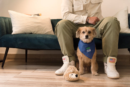 a dog wearing a shirt