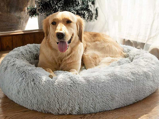 5 Things to Consider While Choosing Your Dog’s Bedding