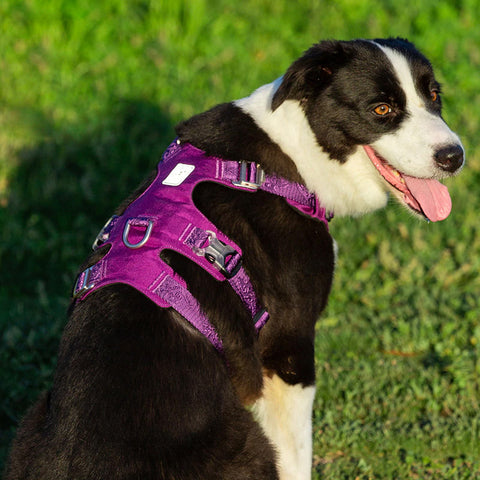 Escape Proof Dog Harness Double-H Waterproof Dog Nation
