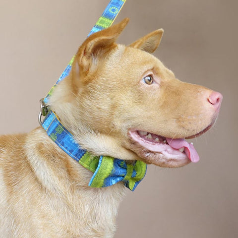 The Folk Yellow Personalised Dog Collar Set Dog Nation