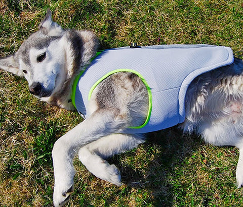 Dog Cooling Vest - Harness Cooler Jacket Dog Nation