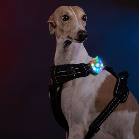 Rechargeable LED for Dog Collars & Harnesses Waterproof Dog Nation