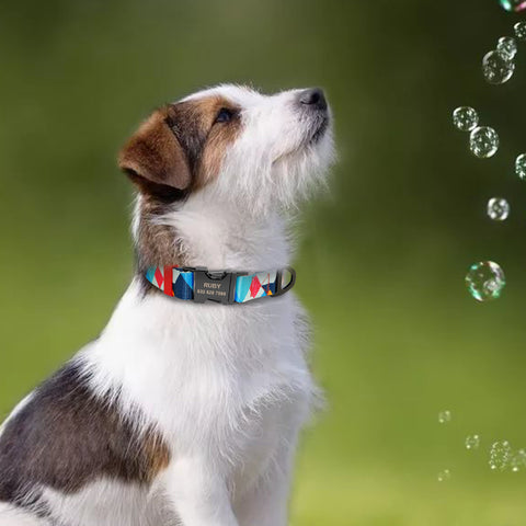 Iris Personalised Dog Collar Nylon Engraved Dog Nation