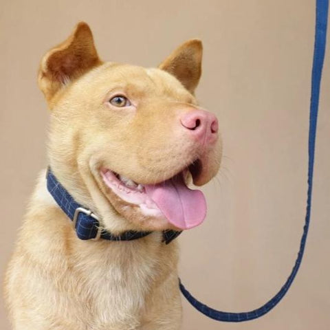 The Deep Blue Plaid Personalised Dog Collar & Leash Set Handmade Laser Engraved Dog Nation