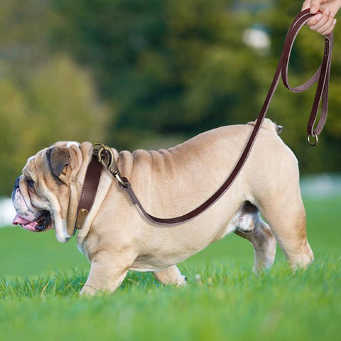 Sirius Genuine Leather Dog Collar Personalised Dog Nation