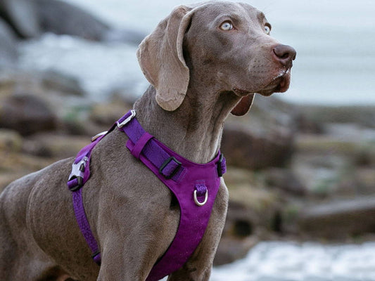 No-Pull Dog Harness: Understanding the Key Features and Mechanics
