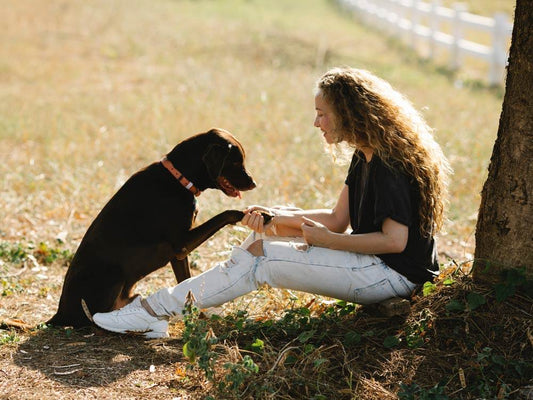 Dog Training Tips: How to Teach Basic Commands and Manners