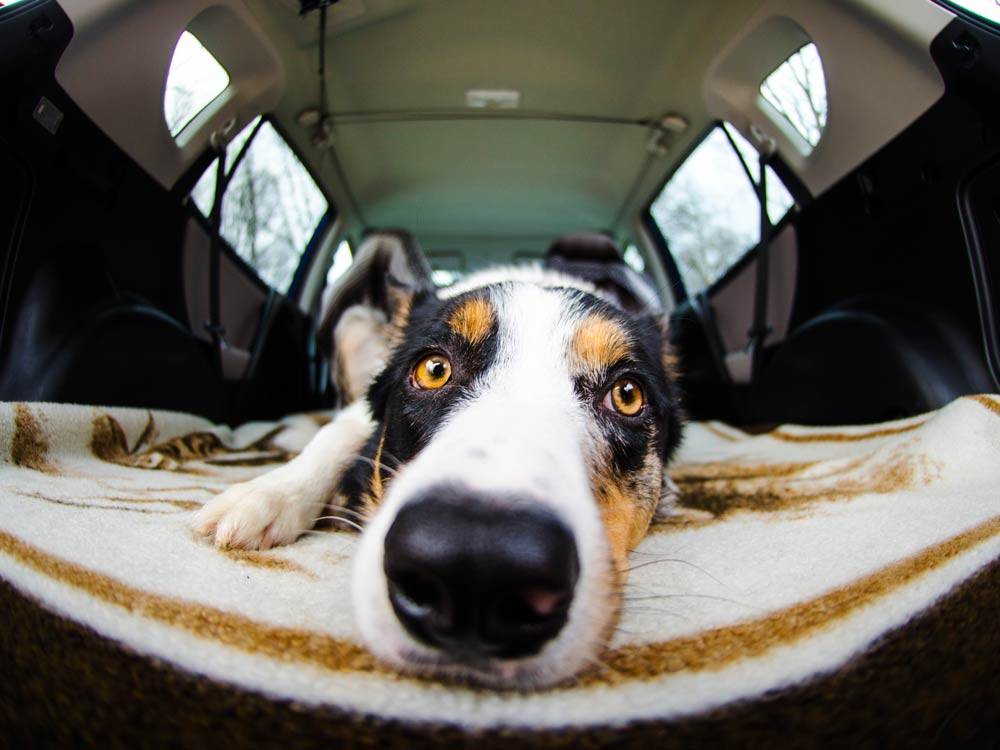 Travelling with Your Dog: 8 Tips for a Safe and Enjoyable Trip