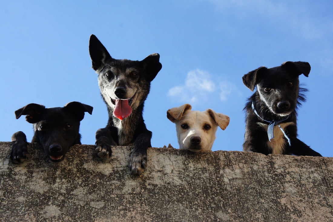 3 Questions to Ask Before Getting Your Second Dog⠀