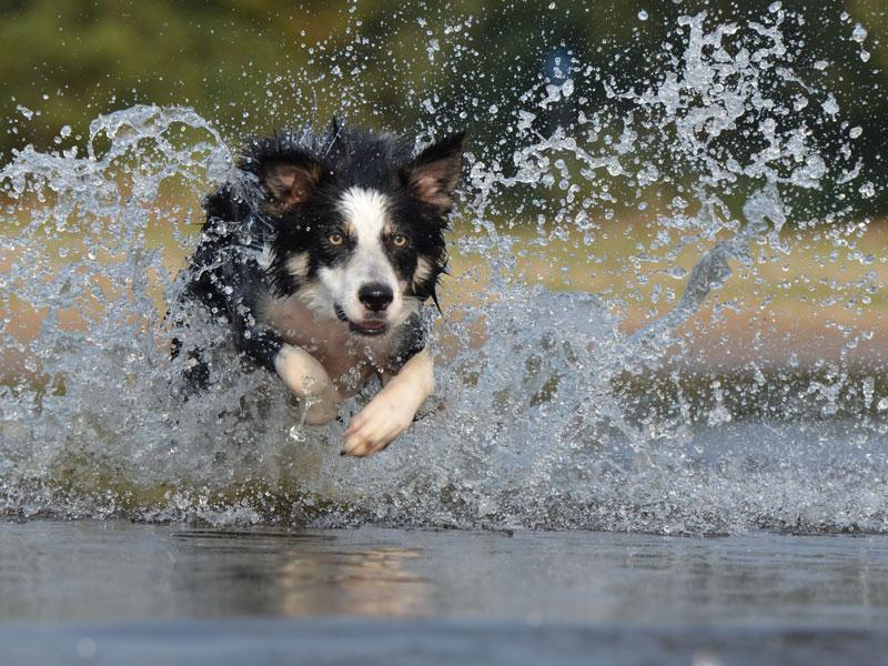 Best dog breeds for kids
