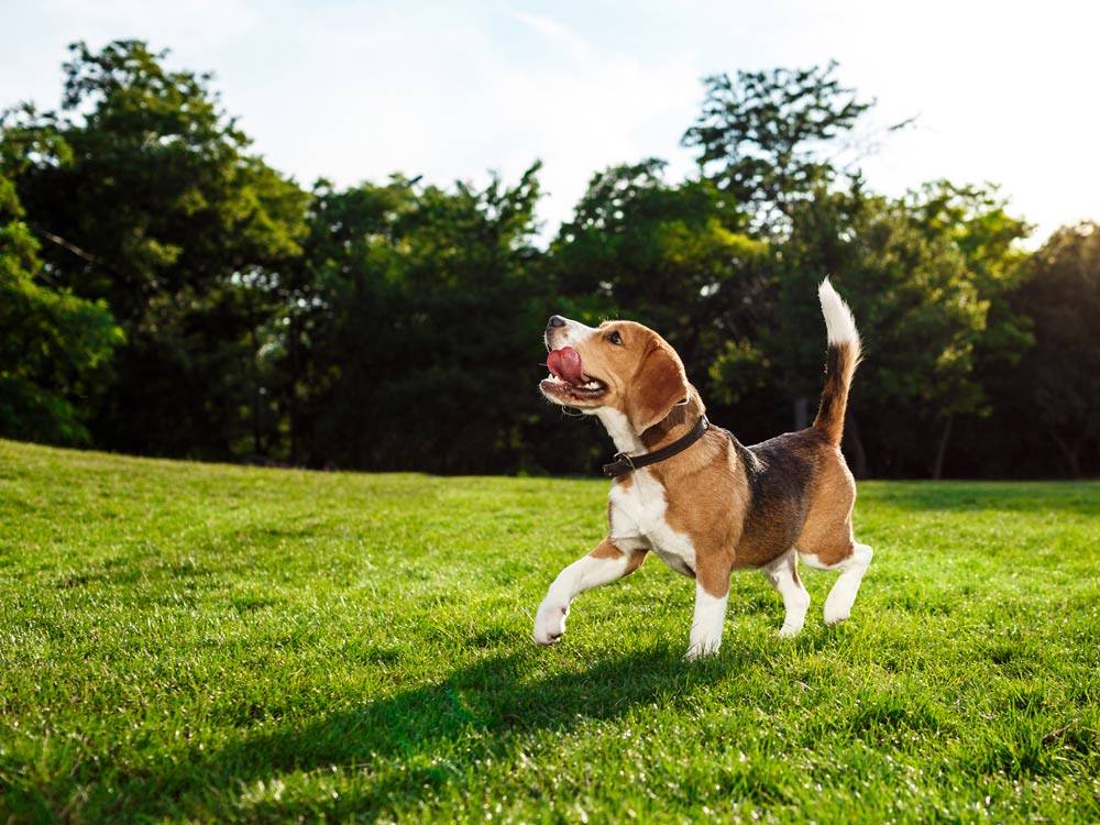 Understanding Canine Body Language: What Is Your Dog Trying to Tell You?