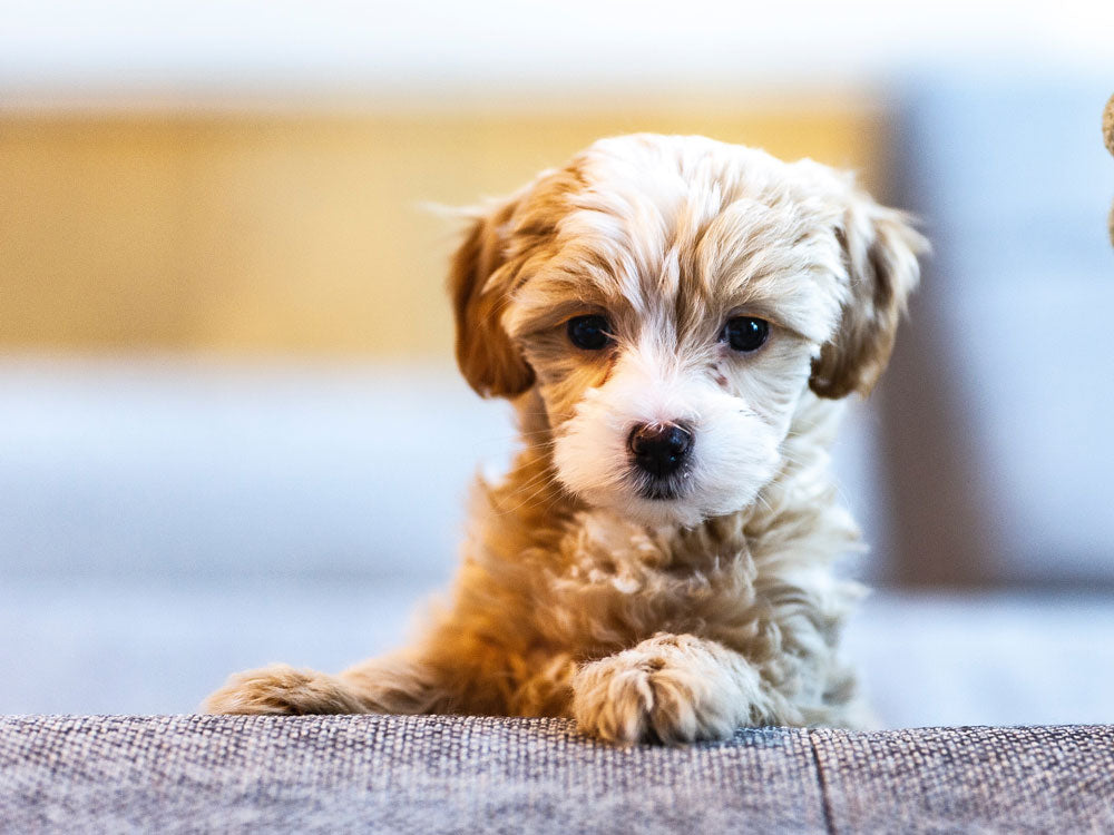 How to Get Your Dog Introduced into Your Home