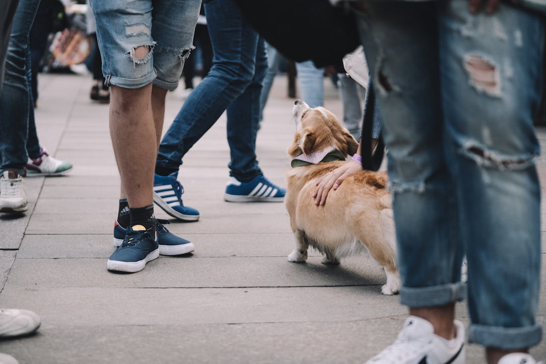 person in blue denim jeans and blue nike sneakers walking with brown and white short coated