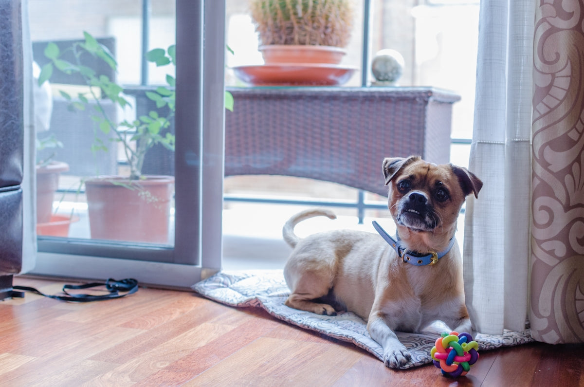 Visual Reference: Essential Steps For Transitioning Your Dog To A New Home