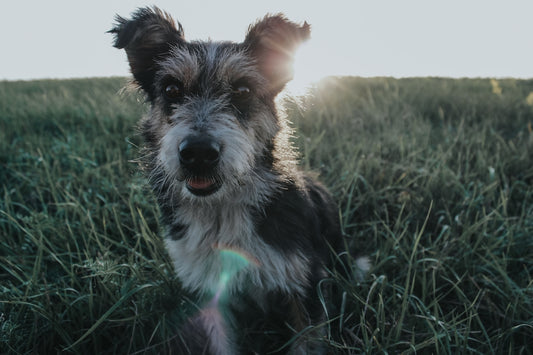 black and white long coated dog on green grass field during daytime