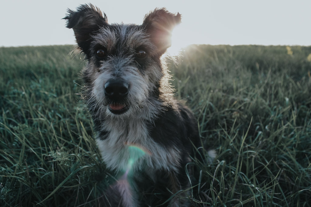 black and white long coated dog on green grass field during daytime