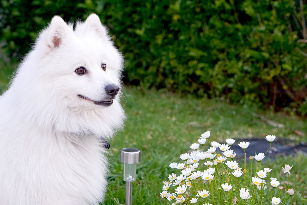 A fluffy white dog sits among flowers.