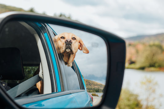 a dog sticking its head out of a car window