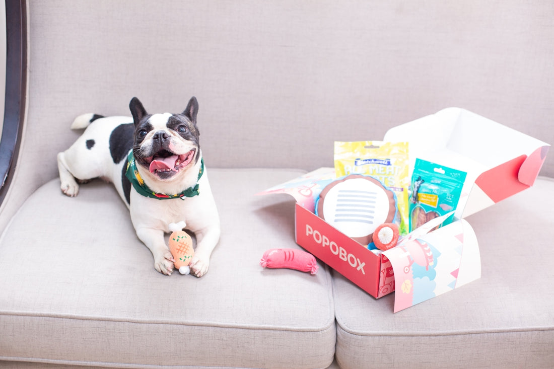 Happy dog with his treat box.