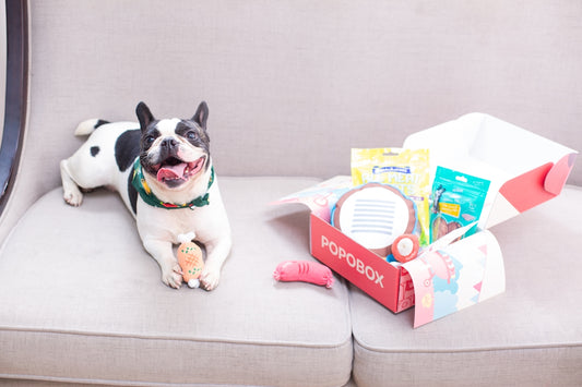 Happy dog with his treat box.
