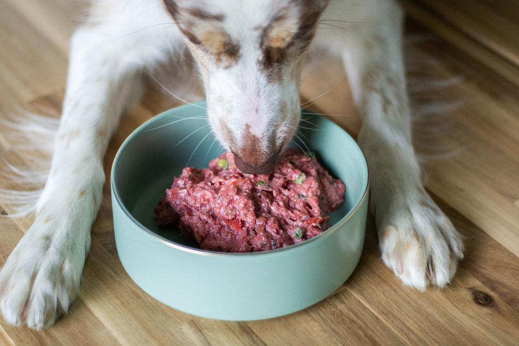 Dog happily eats raw food from a bowl.