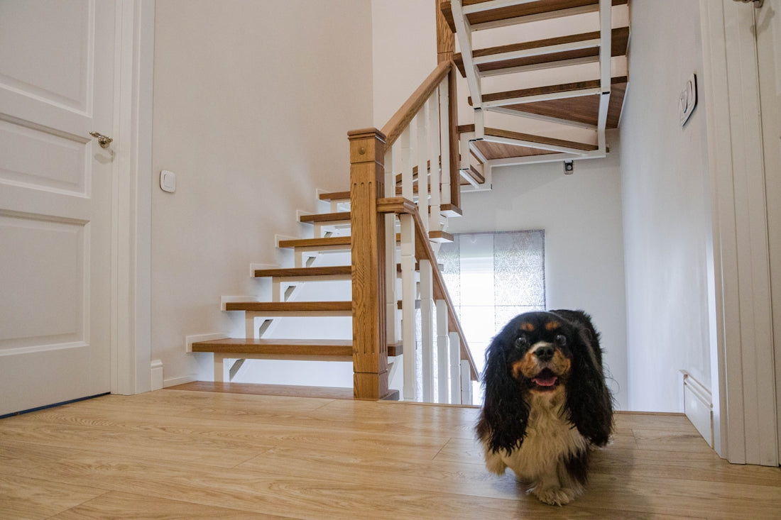 Dog happily walks toward the camera near stairs.