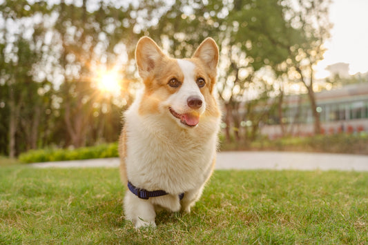 A happy corgi dog walks on green grass in sunlight.