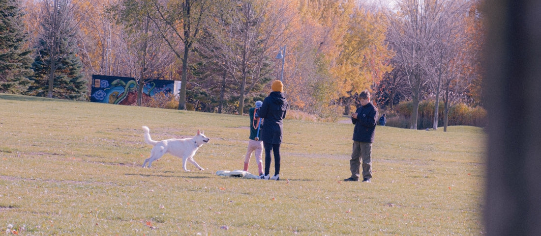 People and dog playing in a park