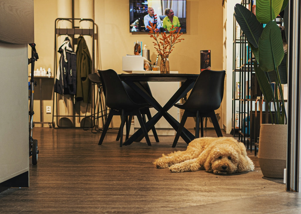 A dog rests on the floor in a living room.