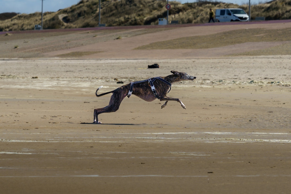 A greyhound runs along a sandy beach.