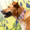Dog ID Tags BFF