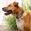Dog ID Tags I Love Dad