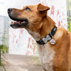 Dog ID Tags I Love Food