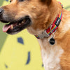 Dog ID Tags Boss