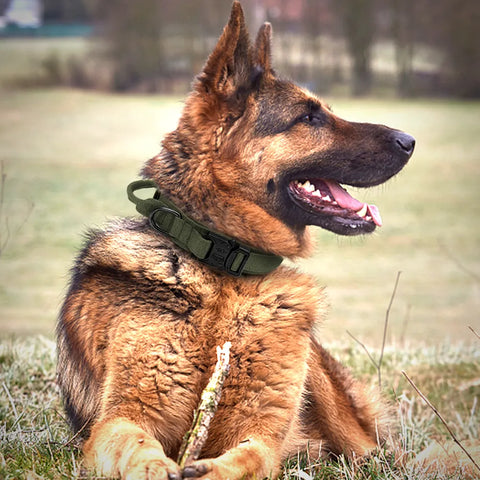 Wide Tactical Dog Collar With Handle For Medium & Large Dogs