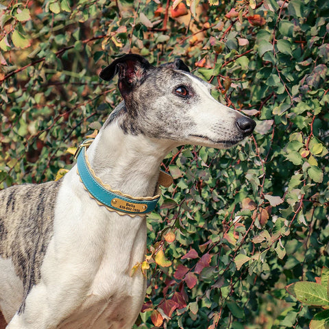 Triton Personalised Dog Collar Genuine Leather