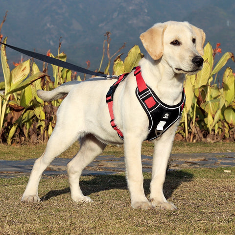 WalkMate Dog Harness  With Handle No Pull