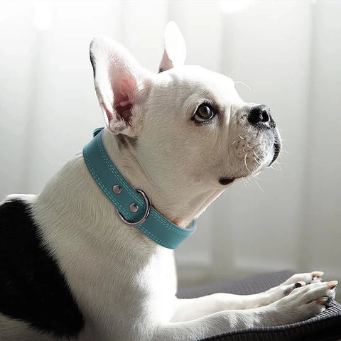 Taurus Genuine Leather Dog Collar