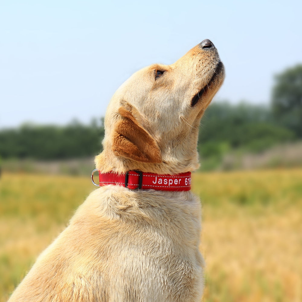 Embroidered Dog Collar Soft Padded Reflective Dog Nation