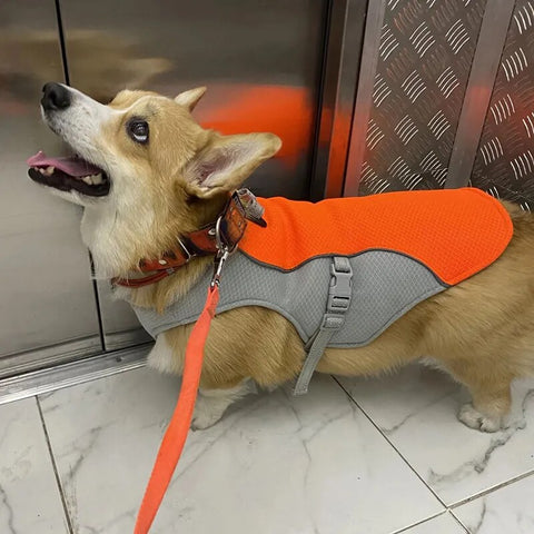 Dog Cooling  Vest