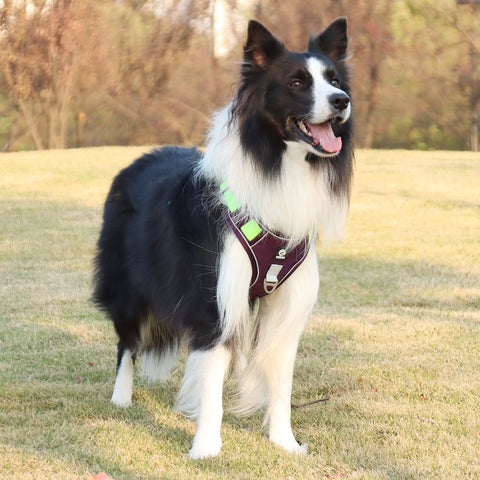 WalkMate Dog Harness  With Handle No Pull