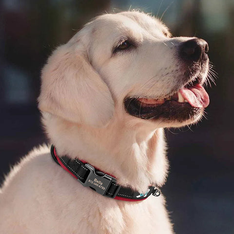 Oberon Personalised Dog Collar Padded
