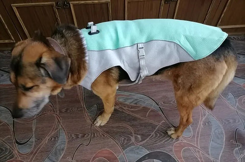 Dog Cooling  Vest