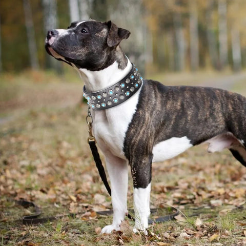 Titan Luxurious Wide Studded Dog Collar Genuine Leather